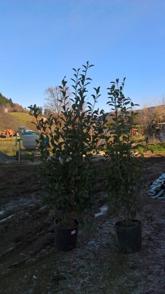 Arbuste Photinia